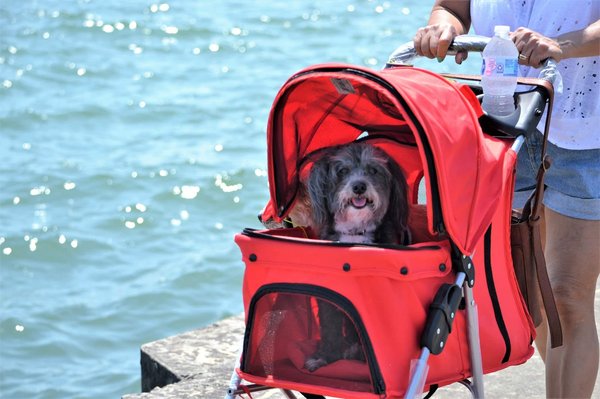 How to Choose the Right Pet Stroller for Elderly or Injured Dogs?